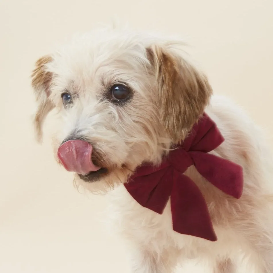 Burgundy Velvet Lady Dog Bow