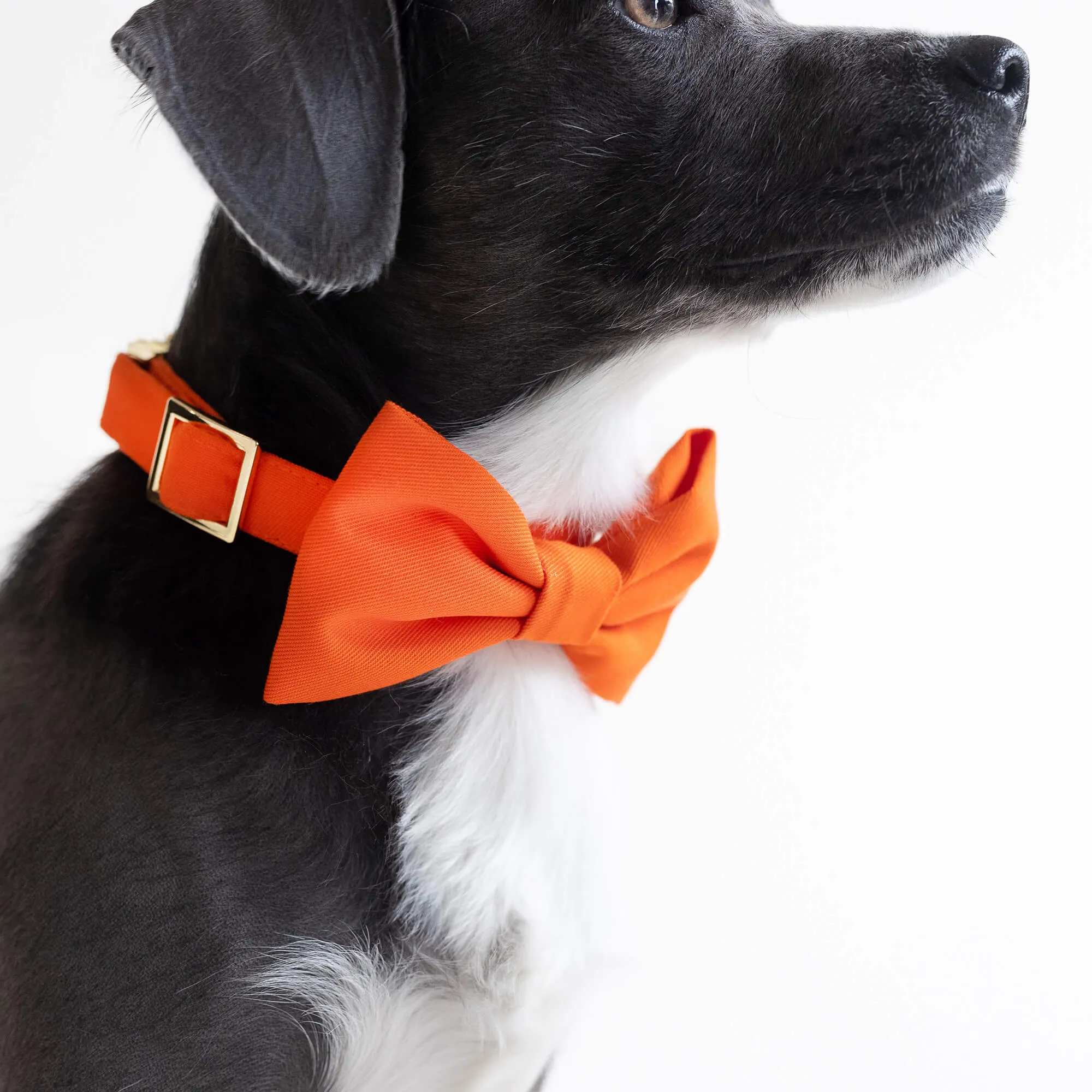 Cider Dog Bow Tie