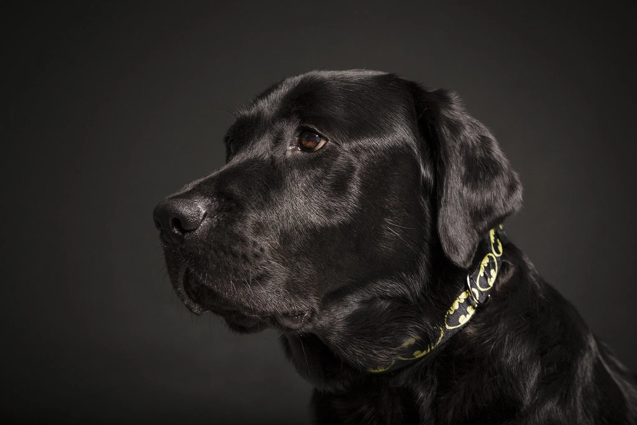 Dark Knight Dog Collar