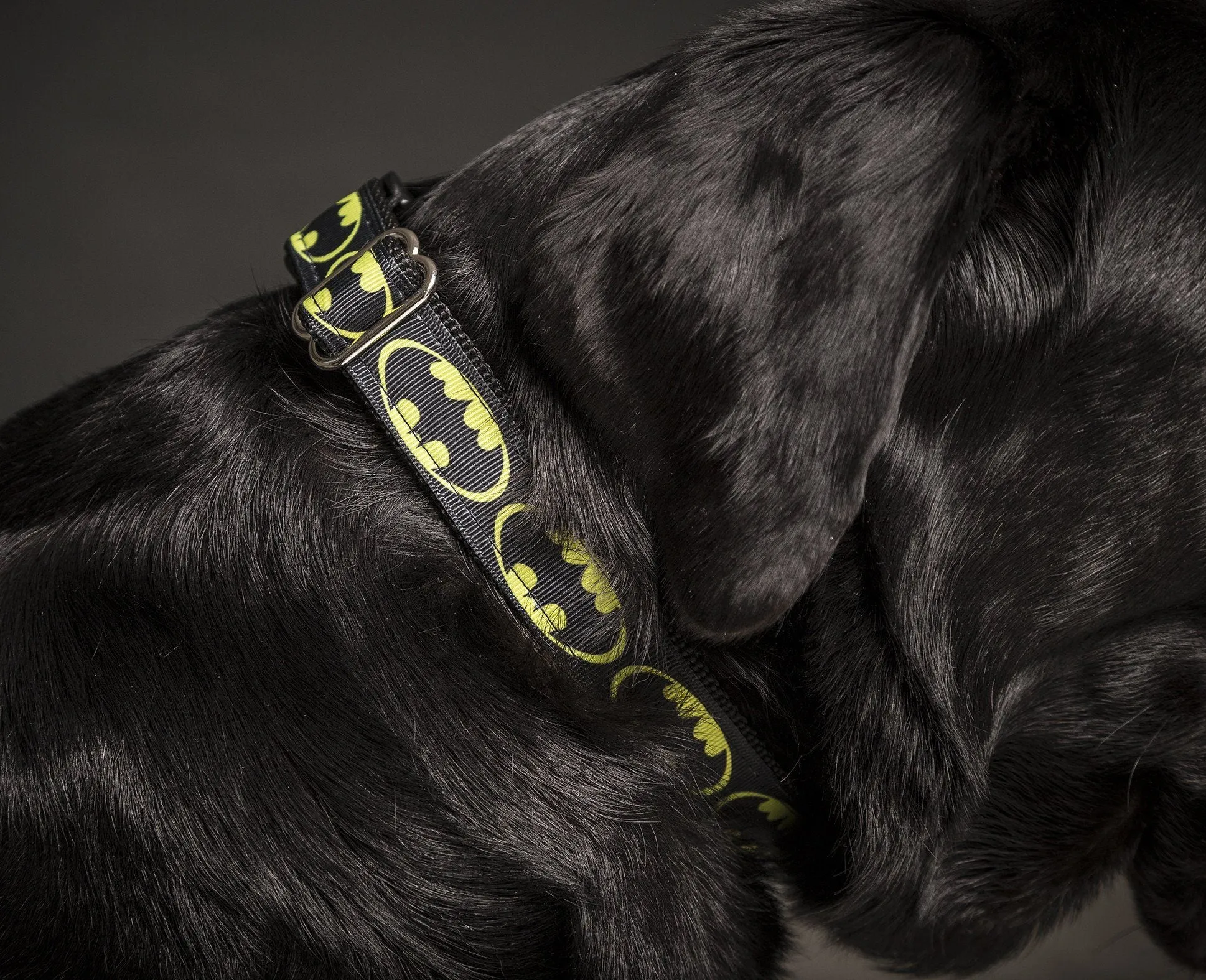 Dark Knight Dog Collar