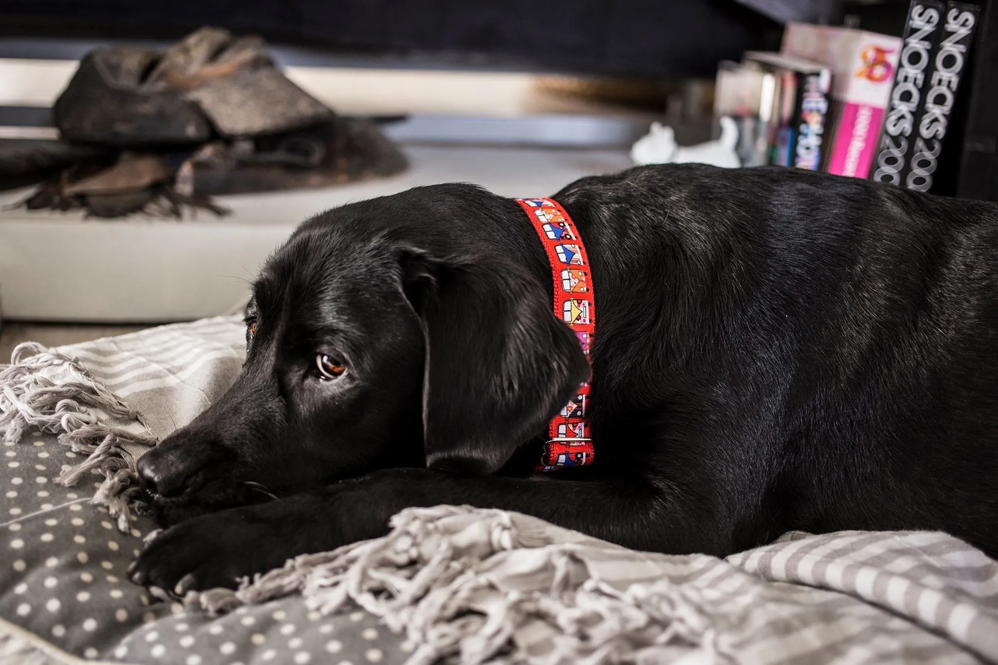 Hippie Van Dog Collar