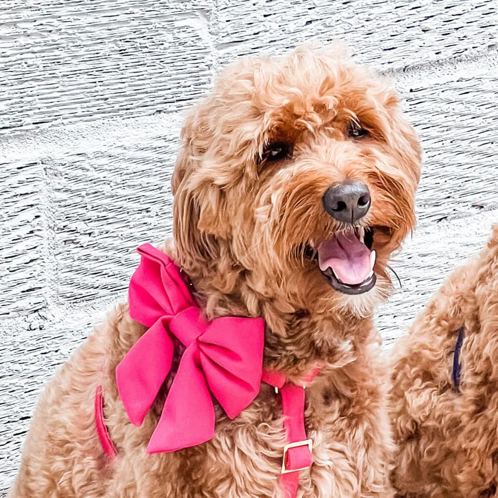 Hot Pink Lady Dog Bow