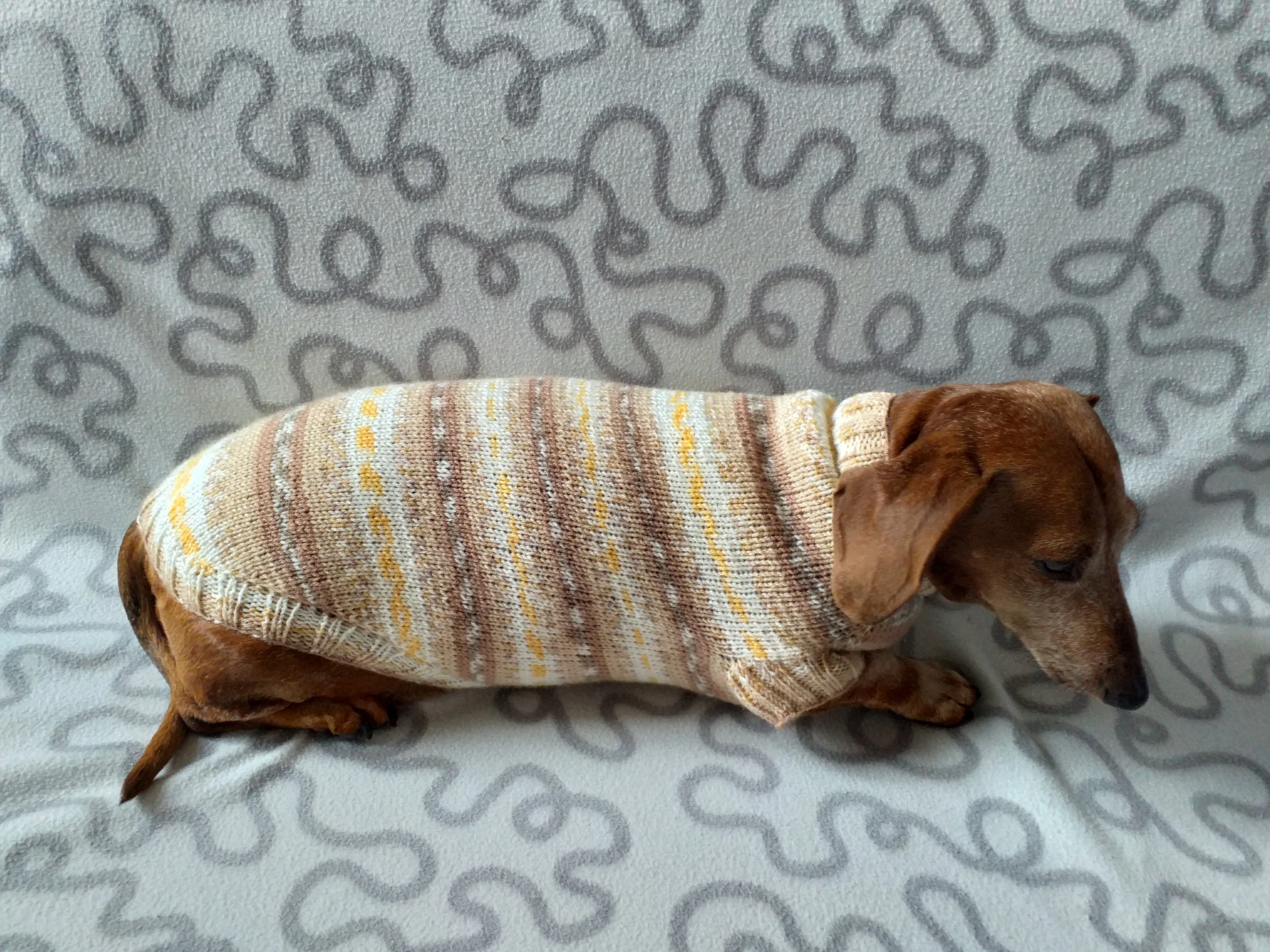 Knitted clothes dachshund sweater, dachshund clothes, dachshund sweater, doxie clothes