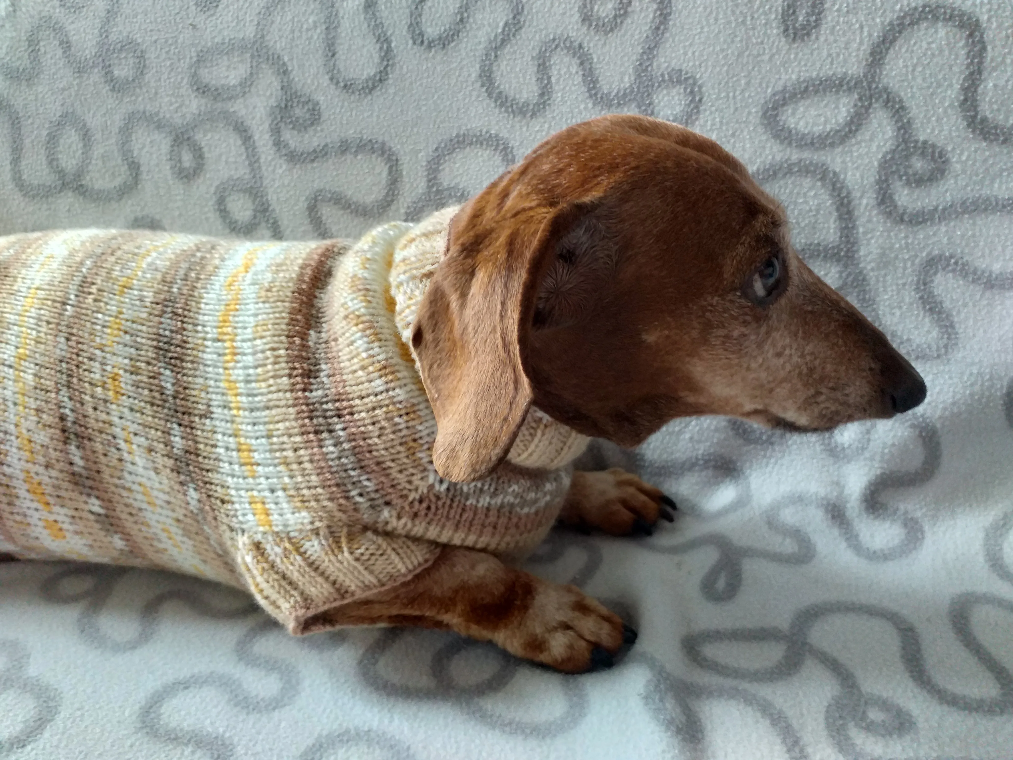 Knitted clothes dachshund sweater, dachshund clothes, dachshund sweater, doxie clothes