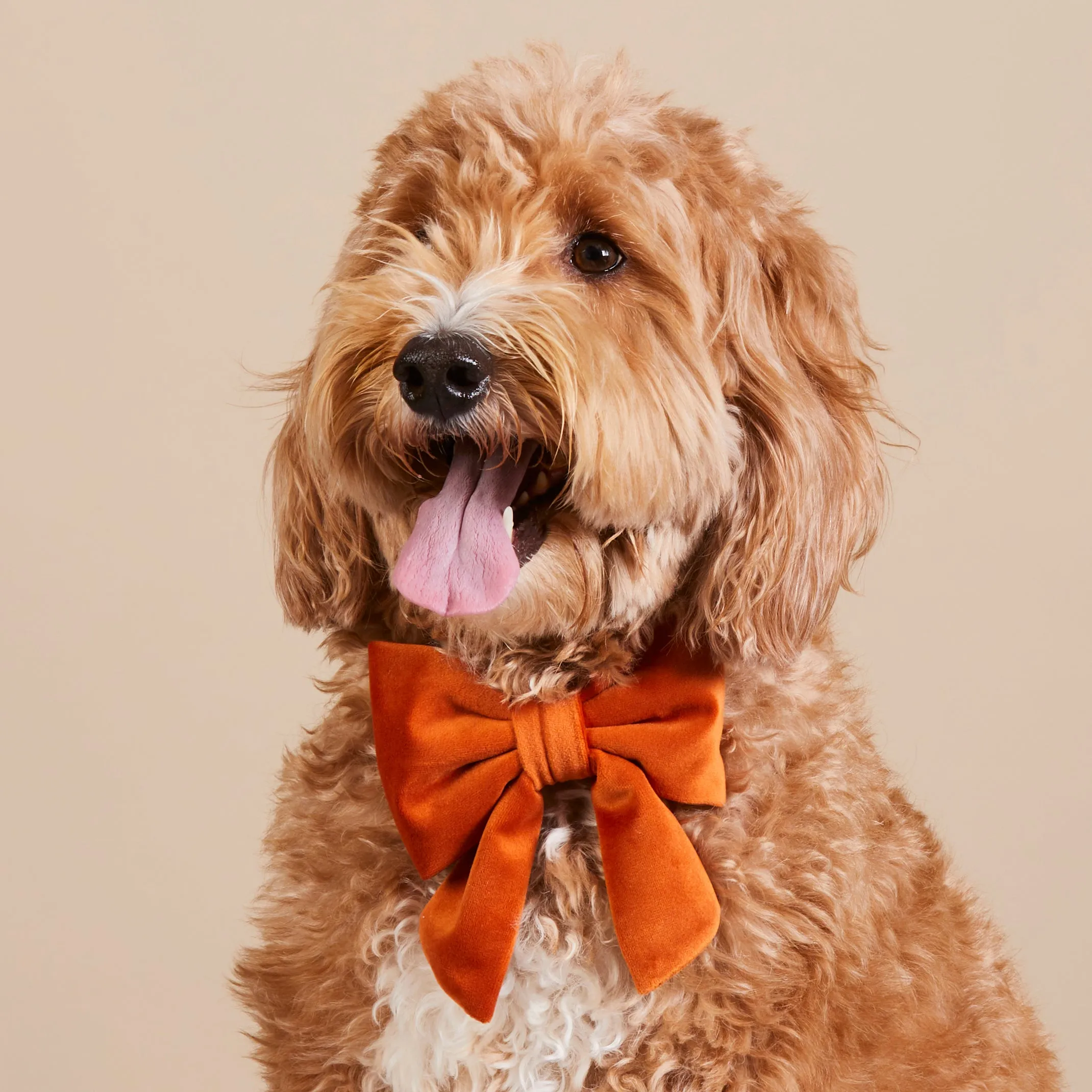 Pumpkin Velvet Lady Dog Bow