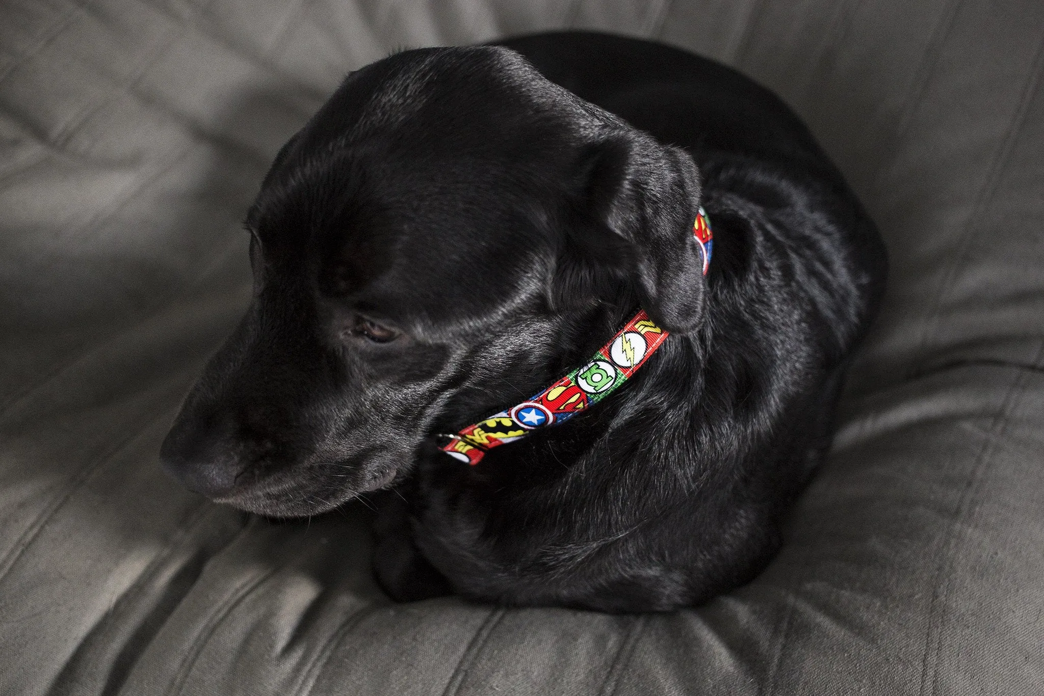 Super Heroes Dog Collar