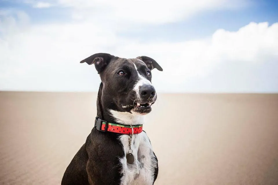 Watermelon Dog Collar